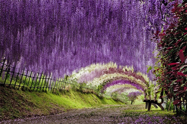 Kawachi Fuji Gardens