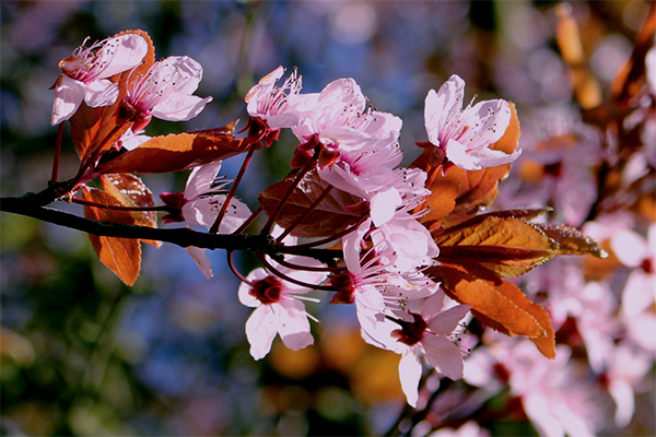 Japanse natuur