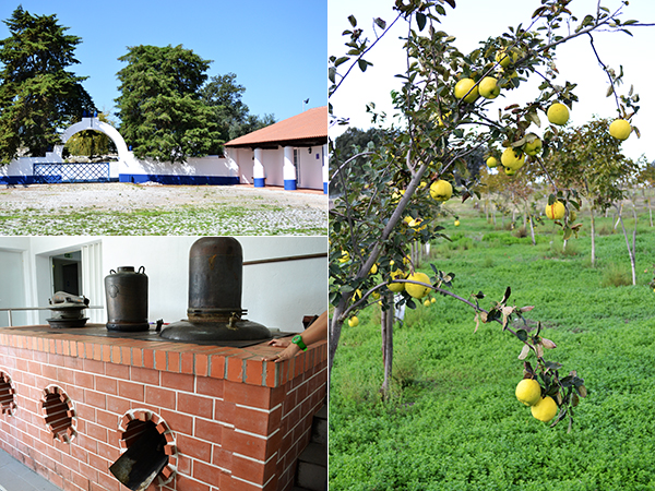 Travelreport Alentejo