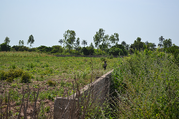 snapshots_uit_gambia9