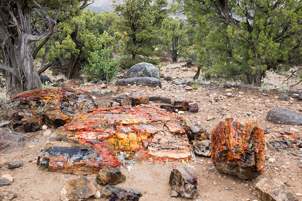 Petrified Forest Park