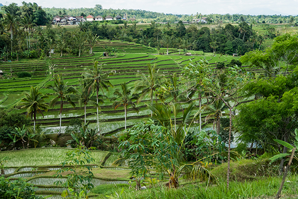 bali_in_beeld6