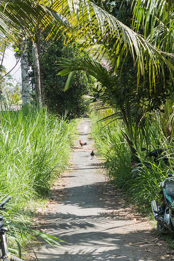 Must do op Bali: Mountainbiken