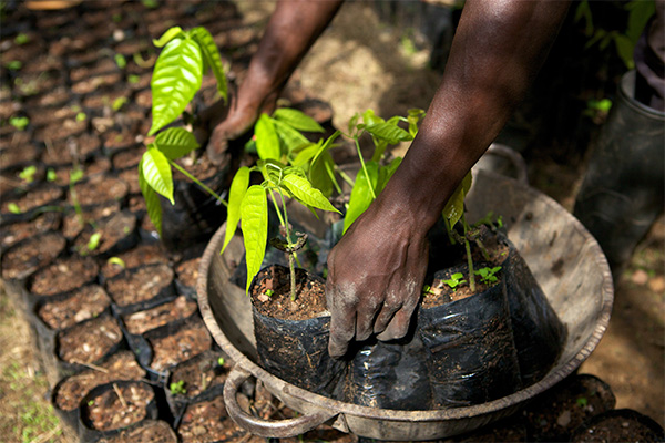 Cacao Life