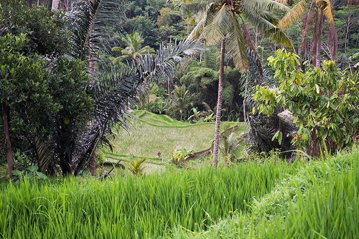 Bali