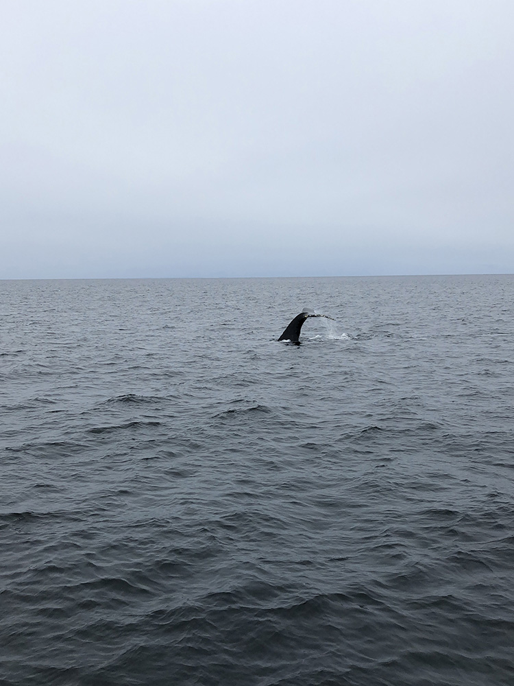 BOSTON CITY GUIDE doen in Boston: whale watching tour